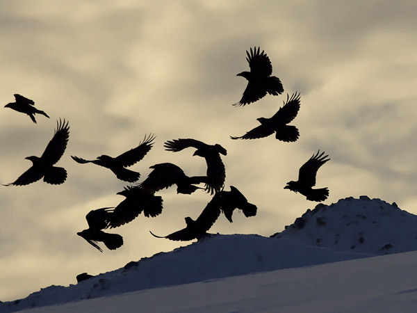 Korppi, Common Raven, Corvus corax